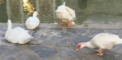 Unidas Podemos pide que los patos de los estanques de los parques se lleven a un santuario